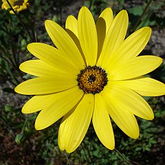 dimorphotheca sinuata